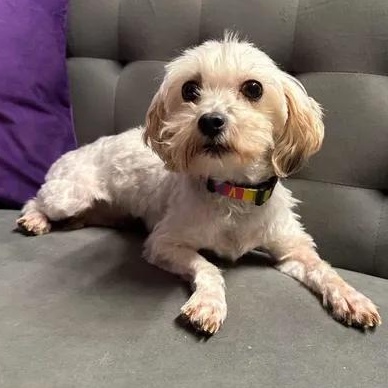 Enlarge Doreen- Foster Home Needed, a Adoptable Bichon Frise in Hartland, WI image 2/6