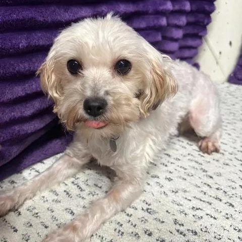 Enlarge Doreen- Foster Home Needed, a Adoptable Bichon Frise in Hartland, WI image 5/6