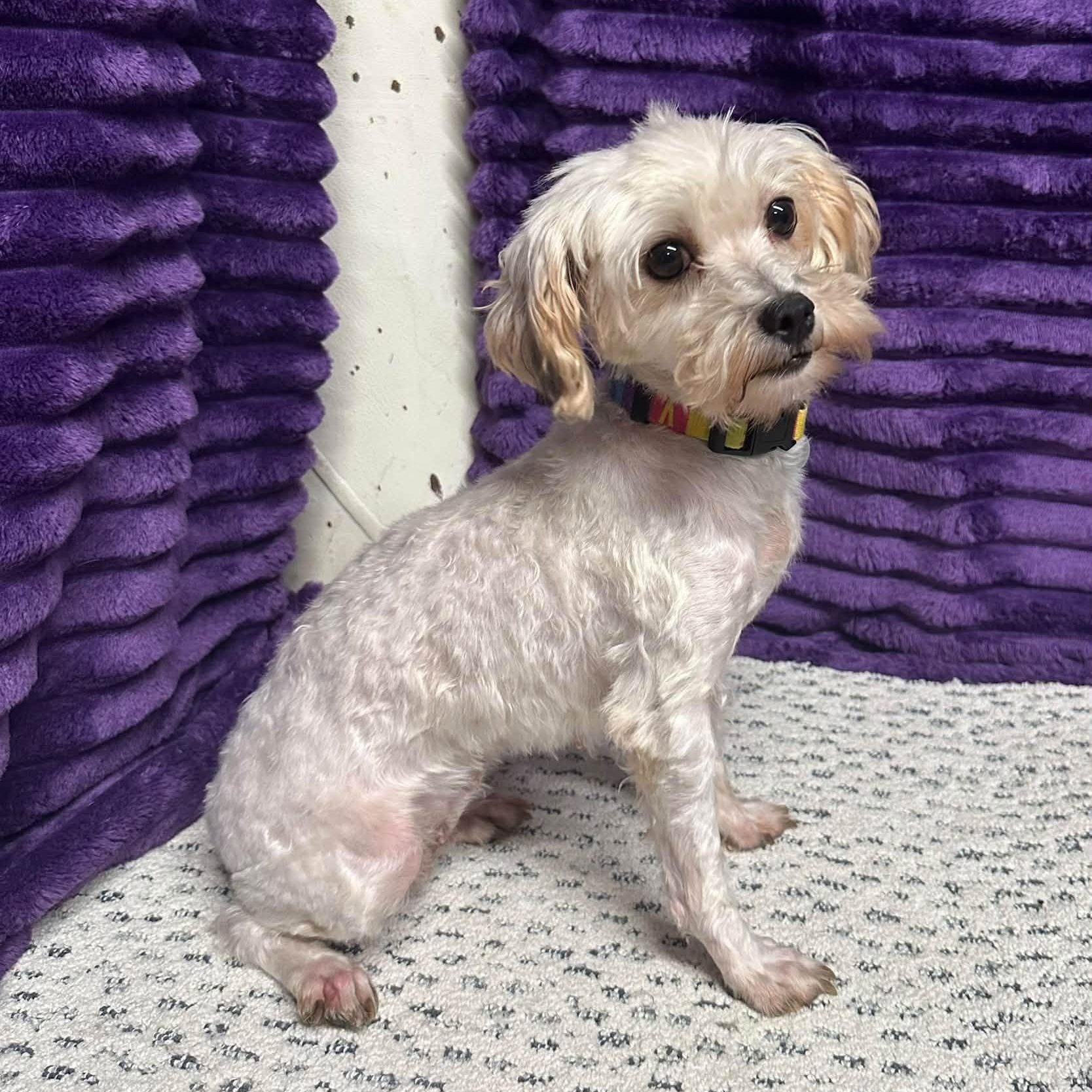 Enlarge Doreen- Foster Home Needed, a Adoptable Bichon Frise in Hartland, WI image 1/6