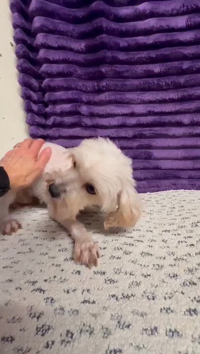 Enlarge Doreen- Foster Home Needed, a Adoptable Bichon Frise in Hartland, WI video 6/6