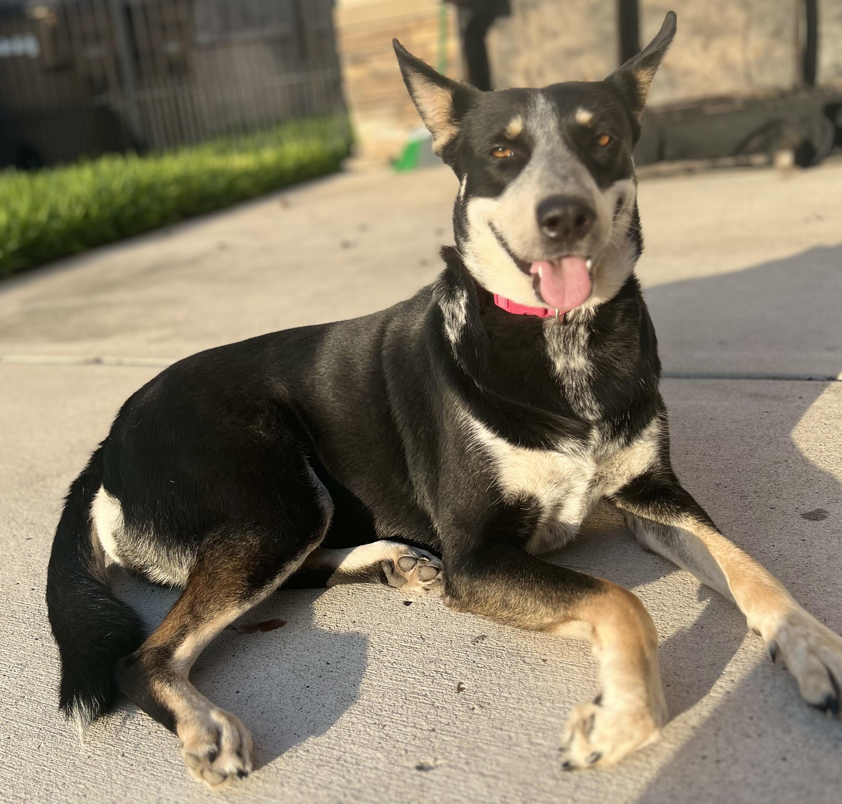 Lilly, Young Female Australian Cattle Dog / Blue Heeler