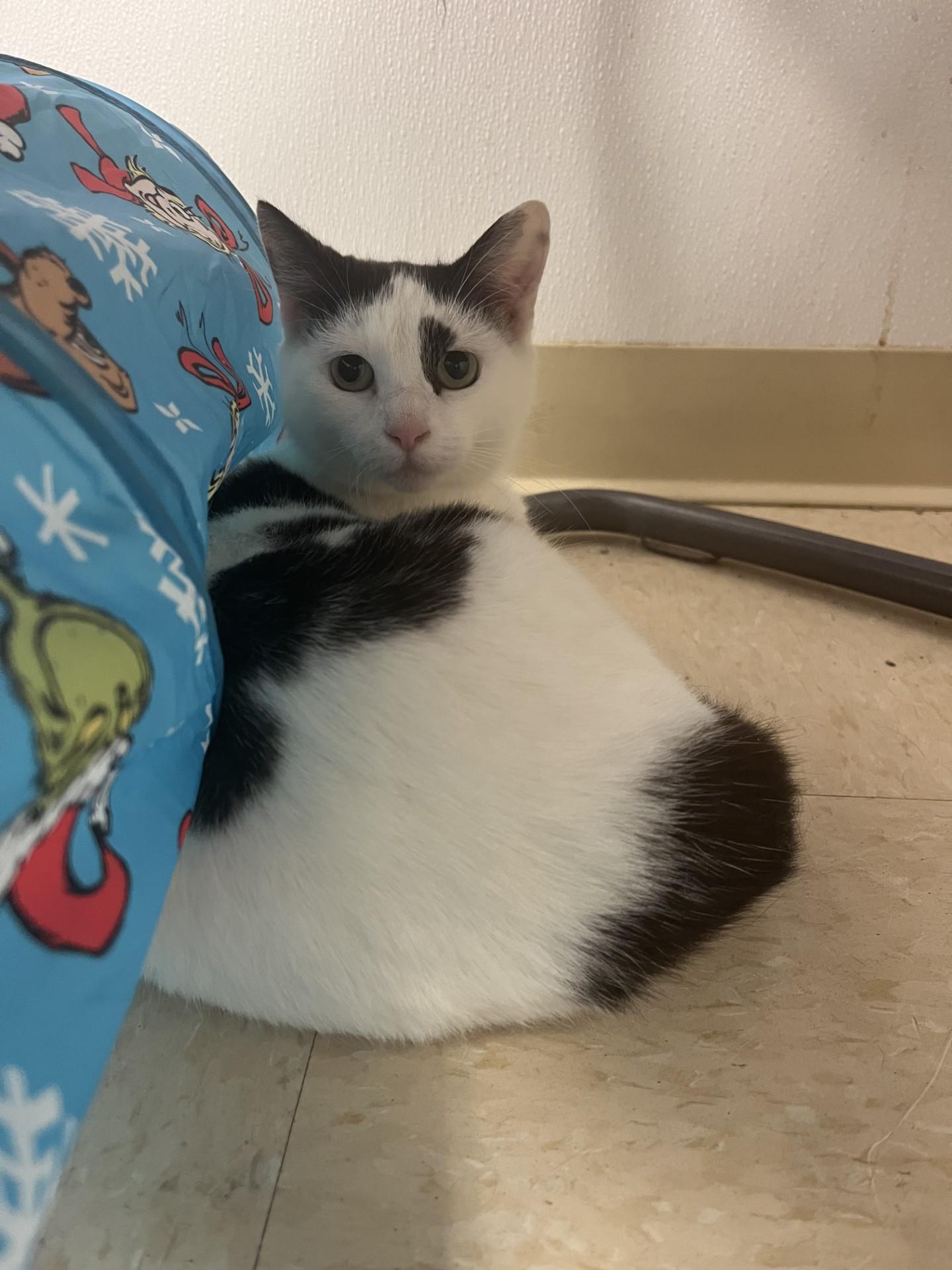 Freckles , ADOPTABLE, Young Female Domestic Short Hair.