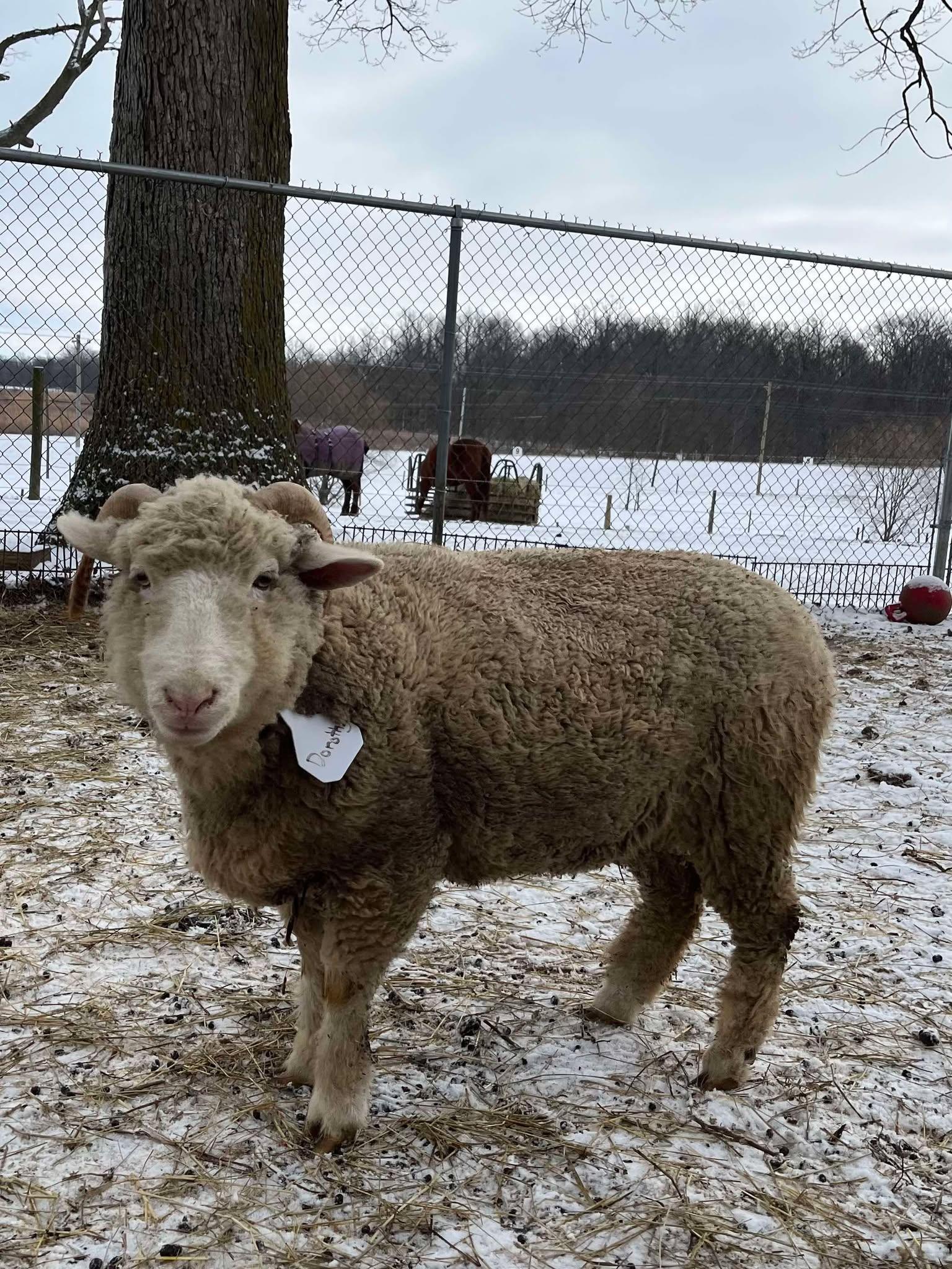 Enlarge Dorothy, a Adoptable Sheep in Upper Sandusky, OH image 1/1