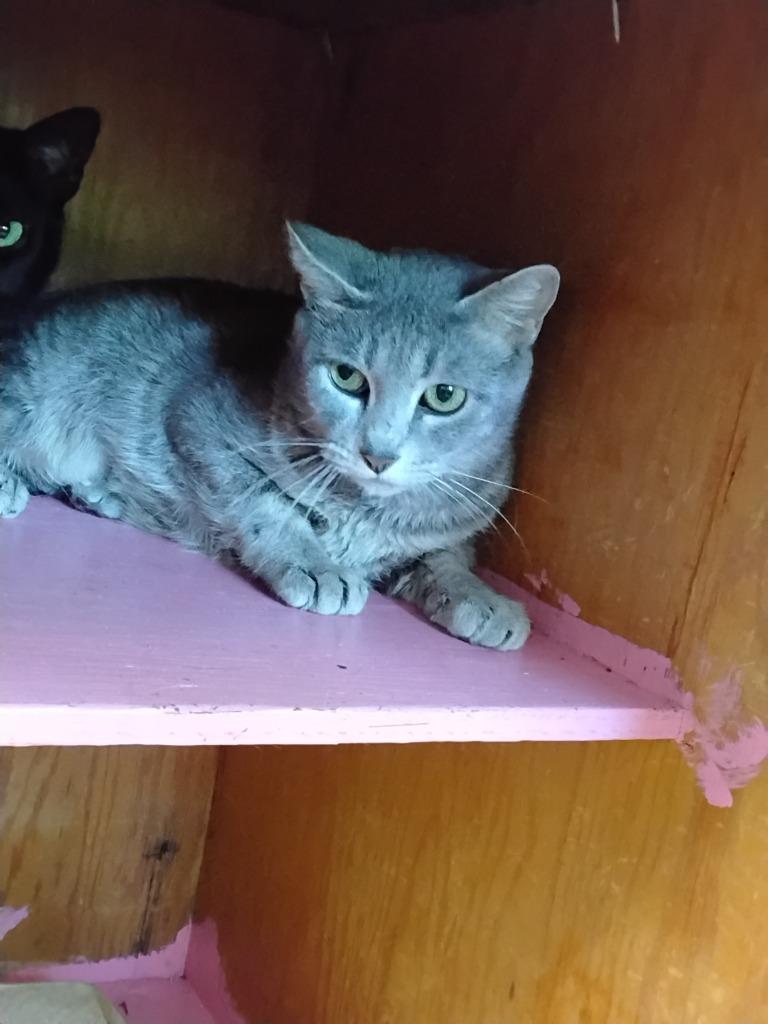 Mrs. Claws, Adoptable, Young Female Domestic Short Hair.