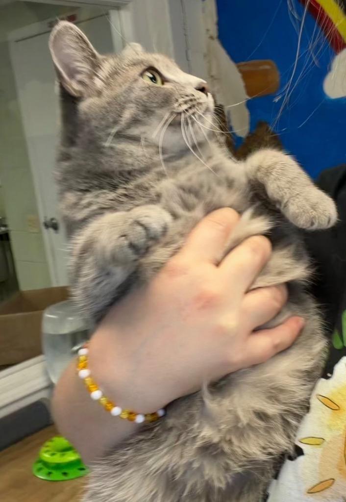 Enlarge Mrs. Claws, a Adoptable mixed breed in Ada, OK image 2/6