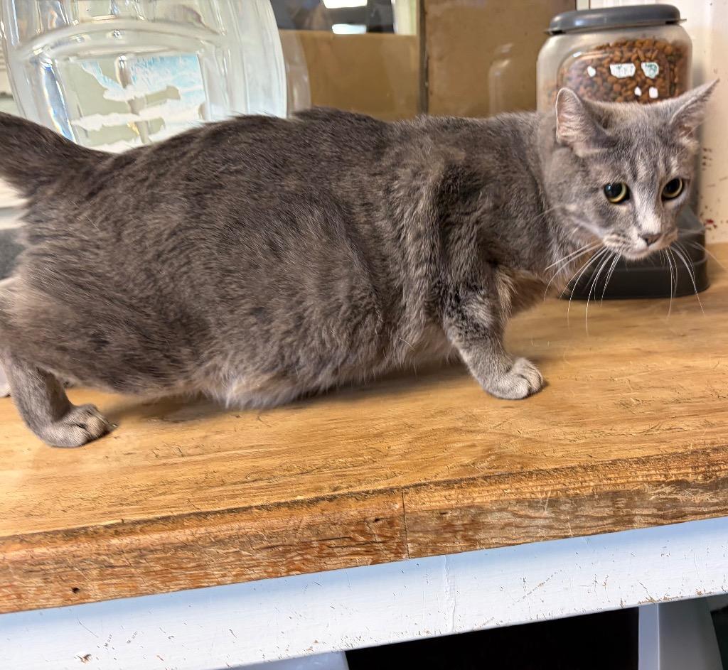 Enlarge Mrs. Claws, a Adoptable mixed breed in Ada, OK image 4/6
