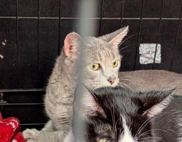 Enlarge Mrs. Claws, a Adoptable mixed breed in Ada, OK image 5/6
