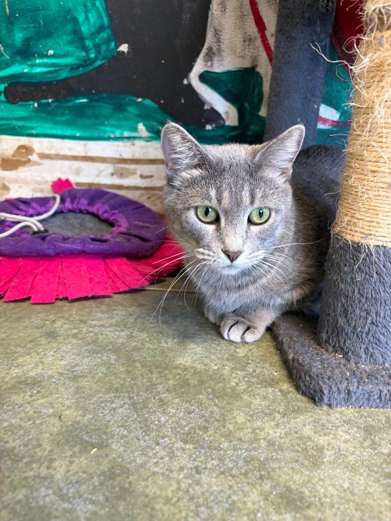 Enlarge Mrs. Claws, a Adoptable mixed breed in Ada, OK image 6/6