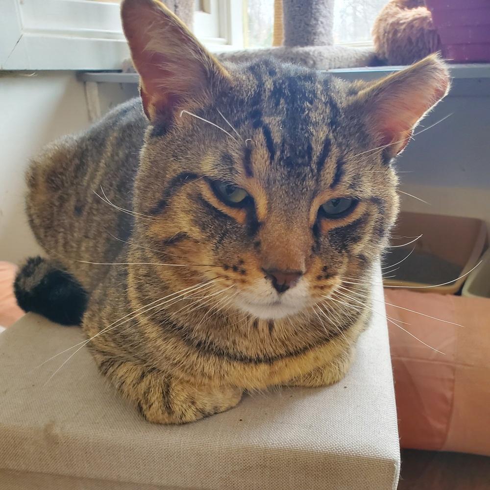 Keegan Kenmore, Adoptable, Adult Male Domestic Short Hair.