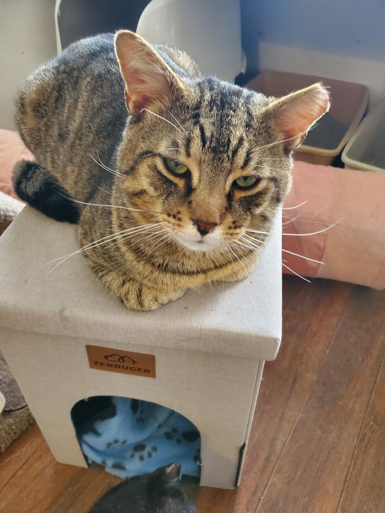 Keegan Kenmore, a Adoptable Domestic Short Hair in Skippack, PA image 2/5