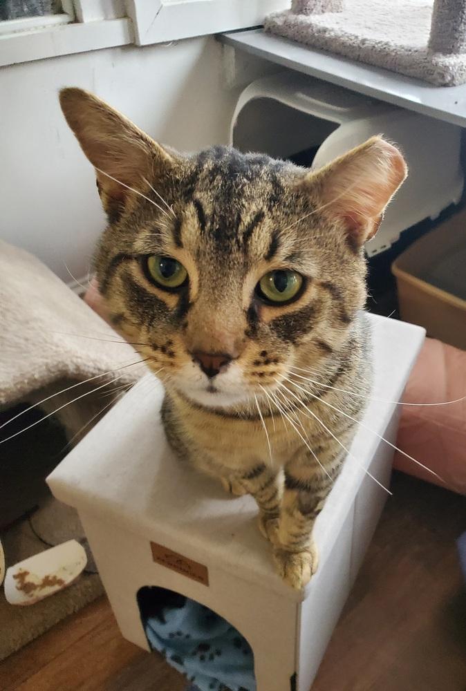 Keegan Kenmore, a Adoptable Domestic Short Hair in Skippack, PA image 3/5