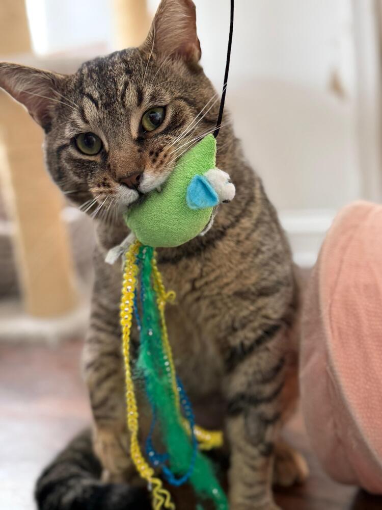 Enlarge Keegan Kenmore, a Adopted Domestic Short Hair in Skippack, PA image 4/6