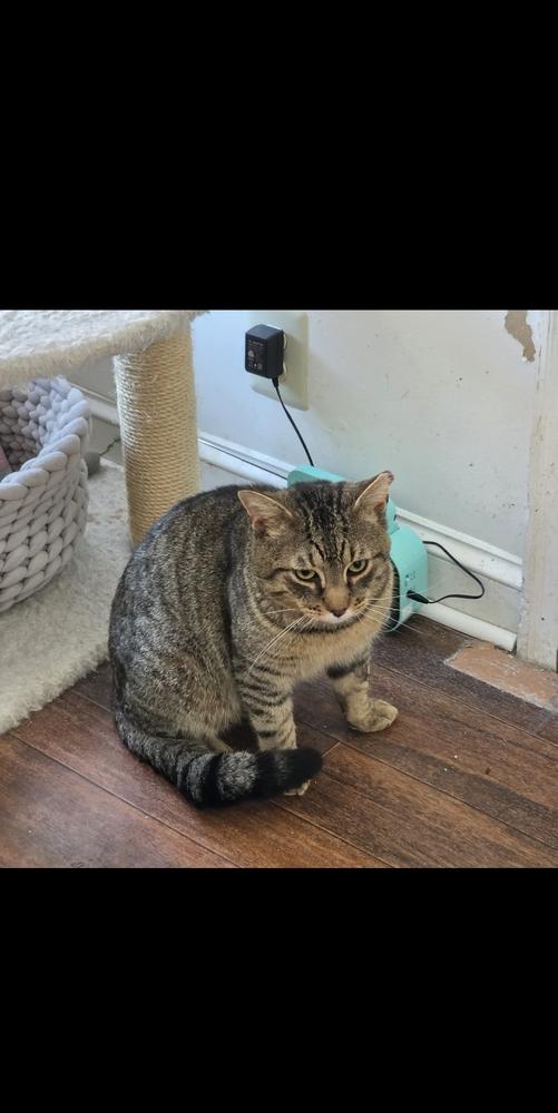 Keegan Kenmore, a Adoptable Domestic Short Hair in Skippack, PA image 4/5