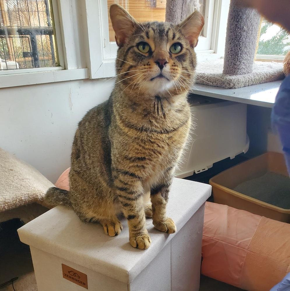 Keegan Kenmore, a Adoptable Domestic Short Hair in Skippack, PA image 5/5