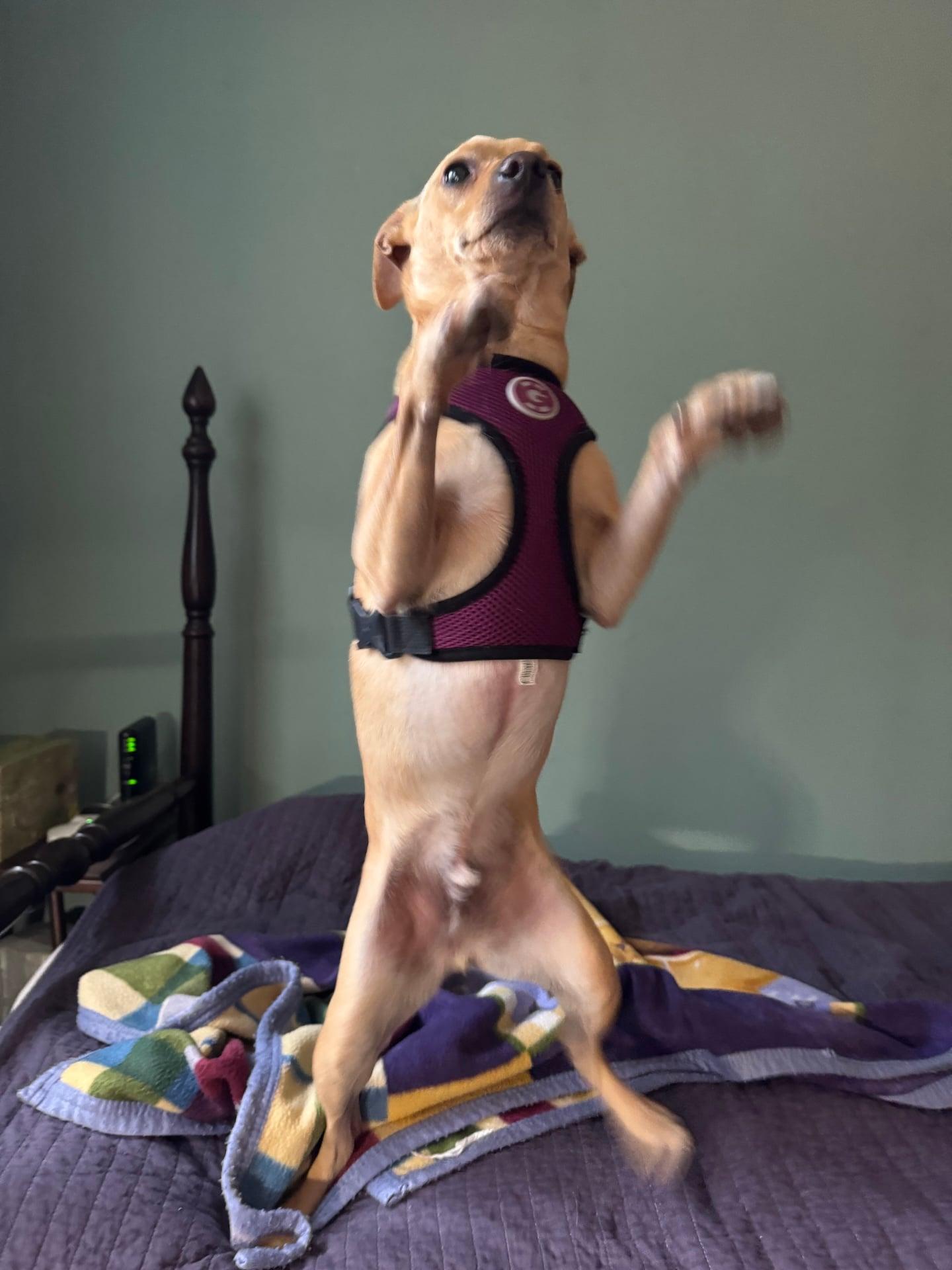 Enlarge PeeWee, a Adoptable mixed breed in Stoughton, MA image 1/6