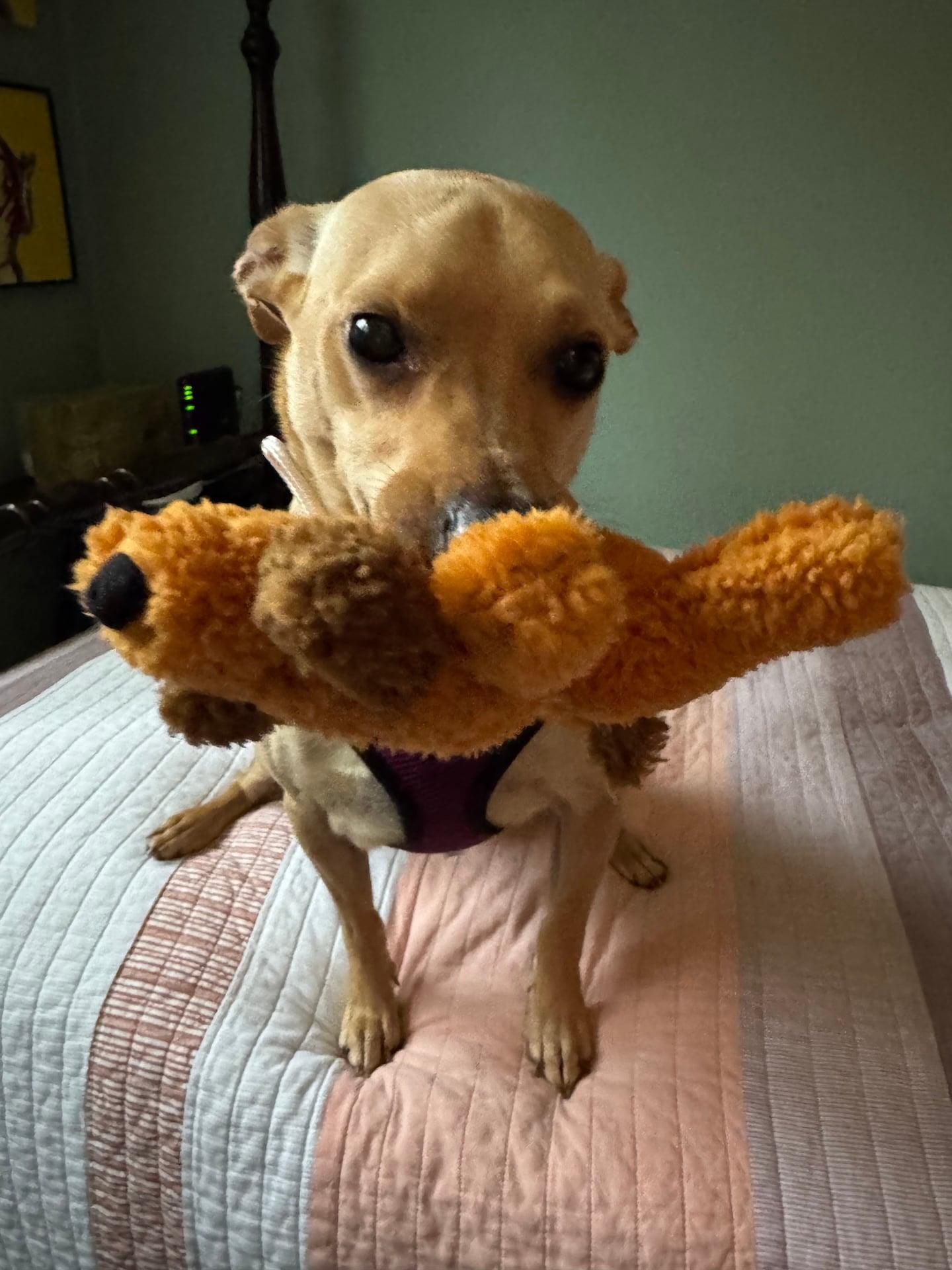 Enlarge PeeWee, a Adoptable mixed breed in Stoughton, MA image 2/6