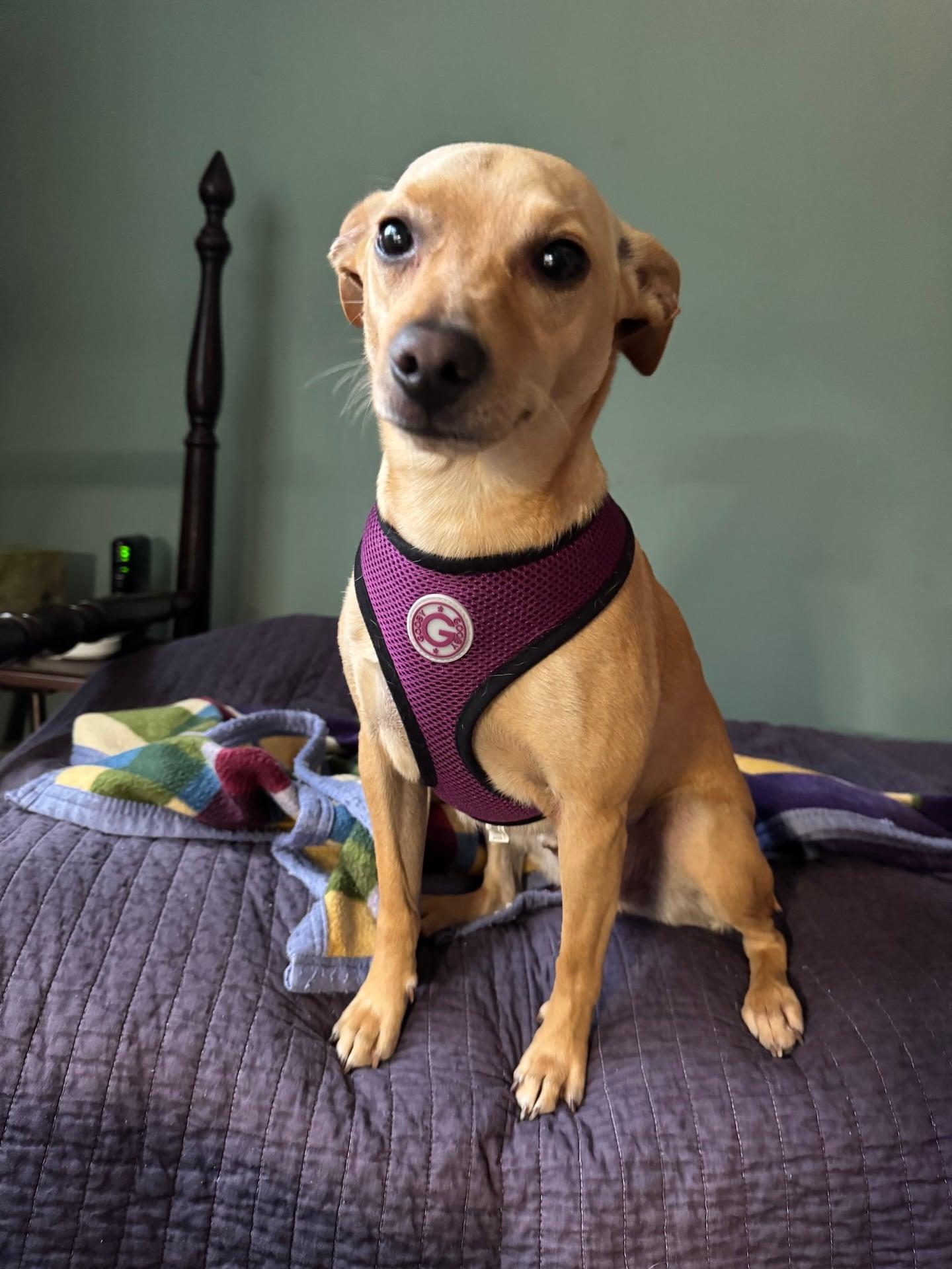 Enlarge PeeWee, a Adoptable mixed breed in Stoughton, MA image 3/6