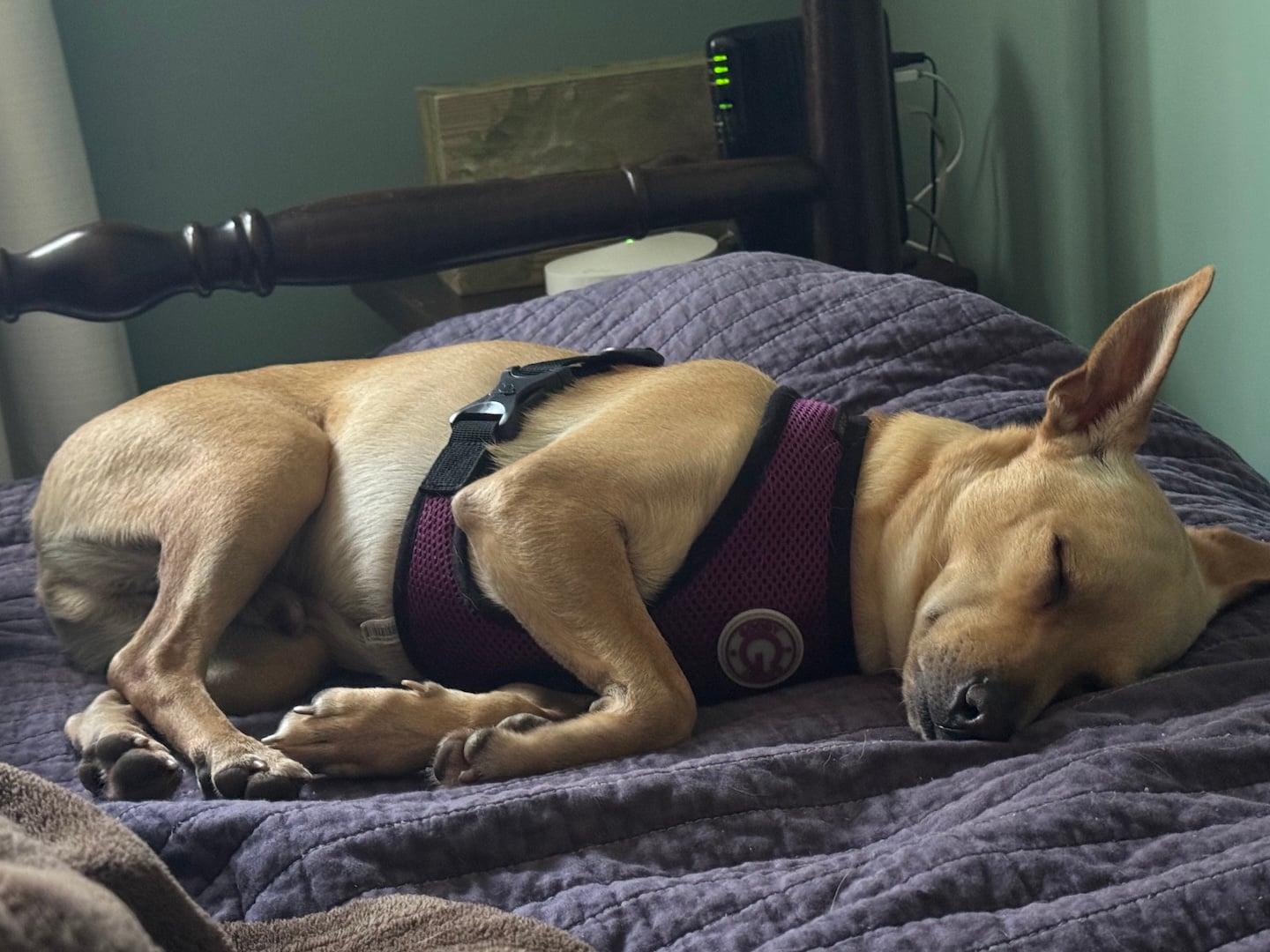 Enlarge PeeWee, a Adoptable mixed breed in Stoughton, MA image 5/6