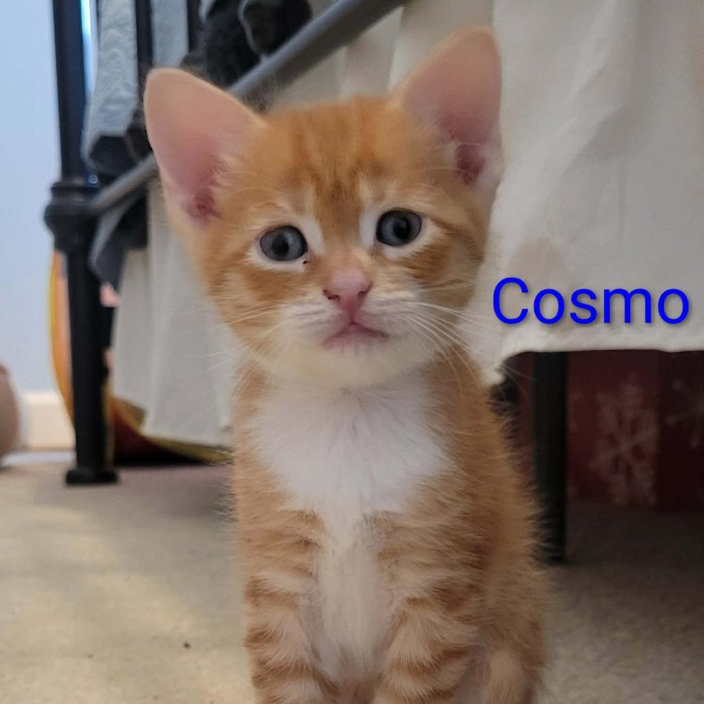 Cosmo, Adoptable, Kitten Male Domestic Short Hair.
