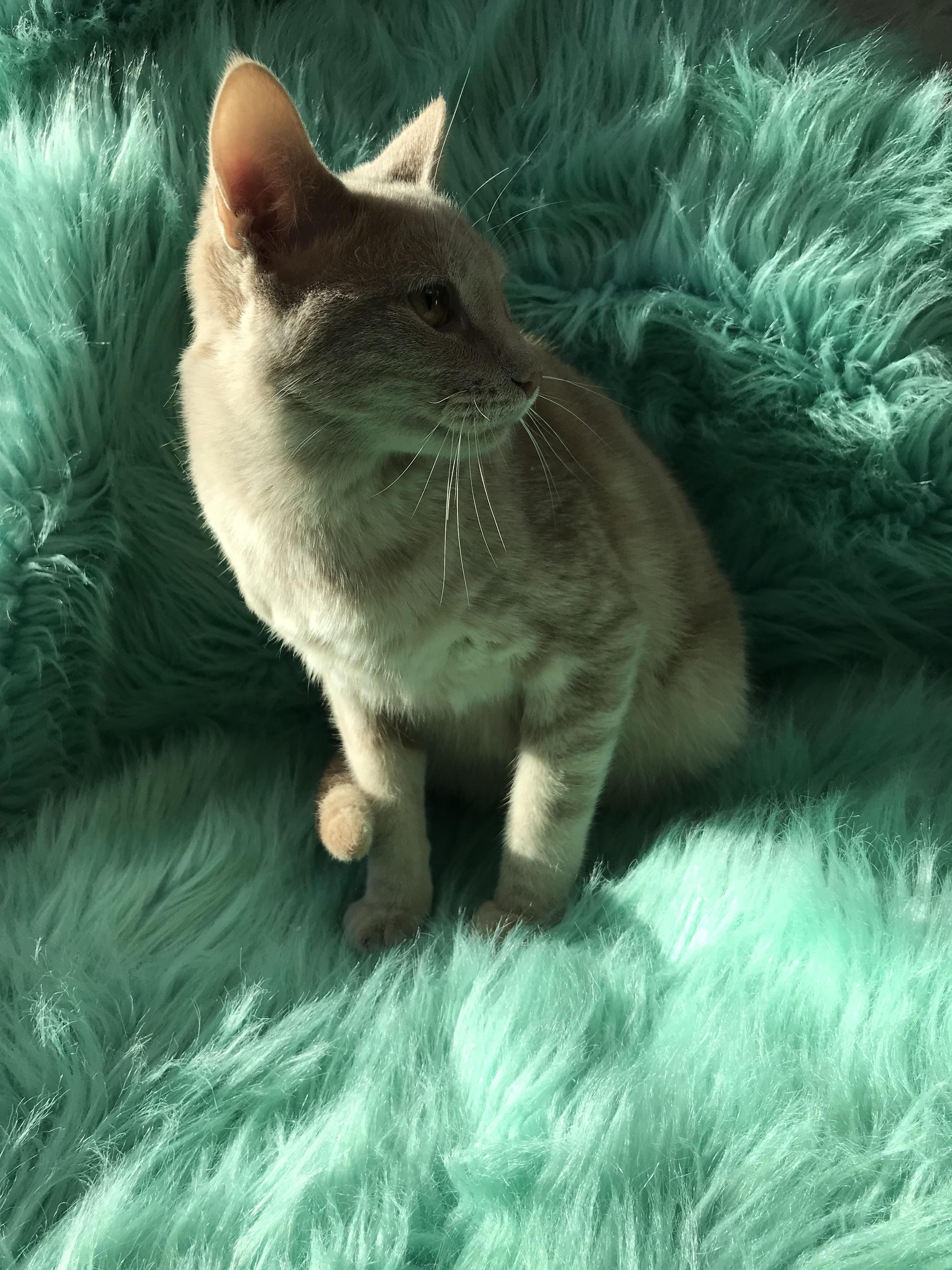 Bobby
