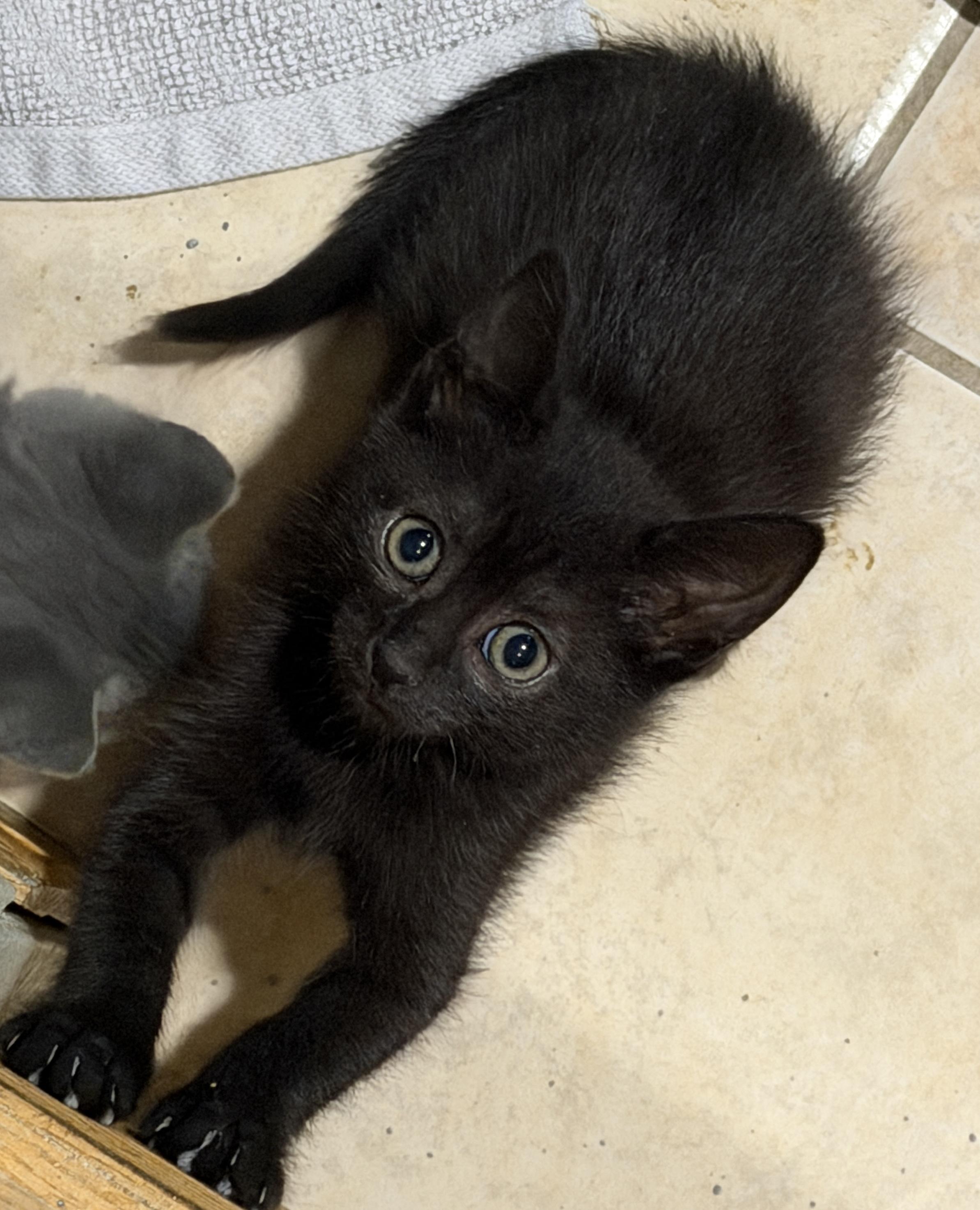 Elizabeth, adopted, Kitten Female Domestic Short Hair.