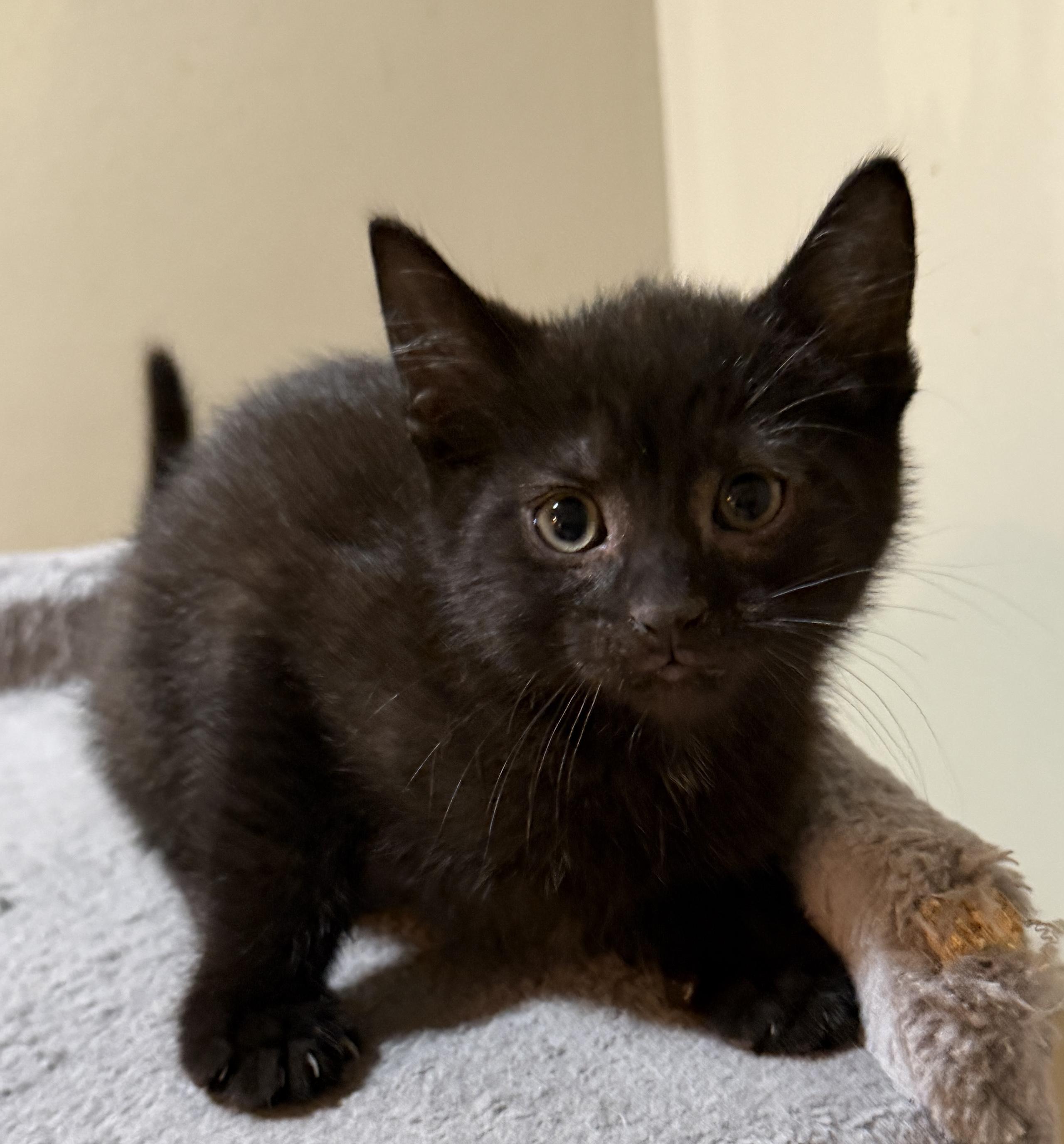 Enlarge Elizabeth, an adopted Domestic Short Hair in East Hanover, NJ image 2/2
