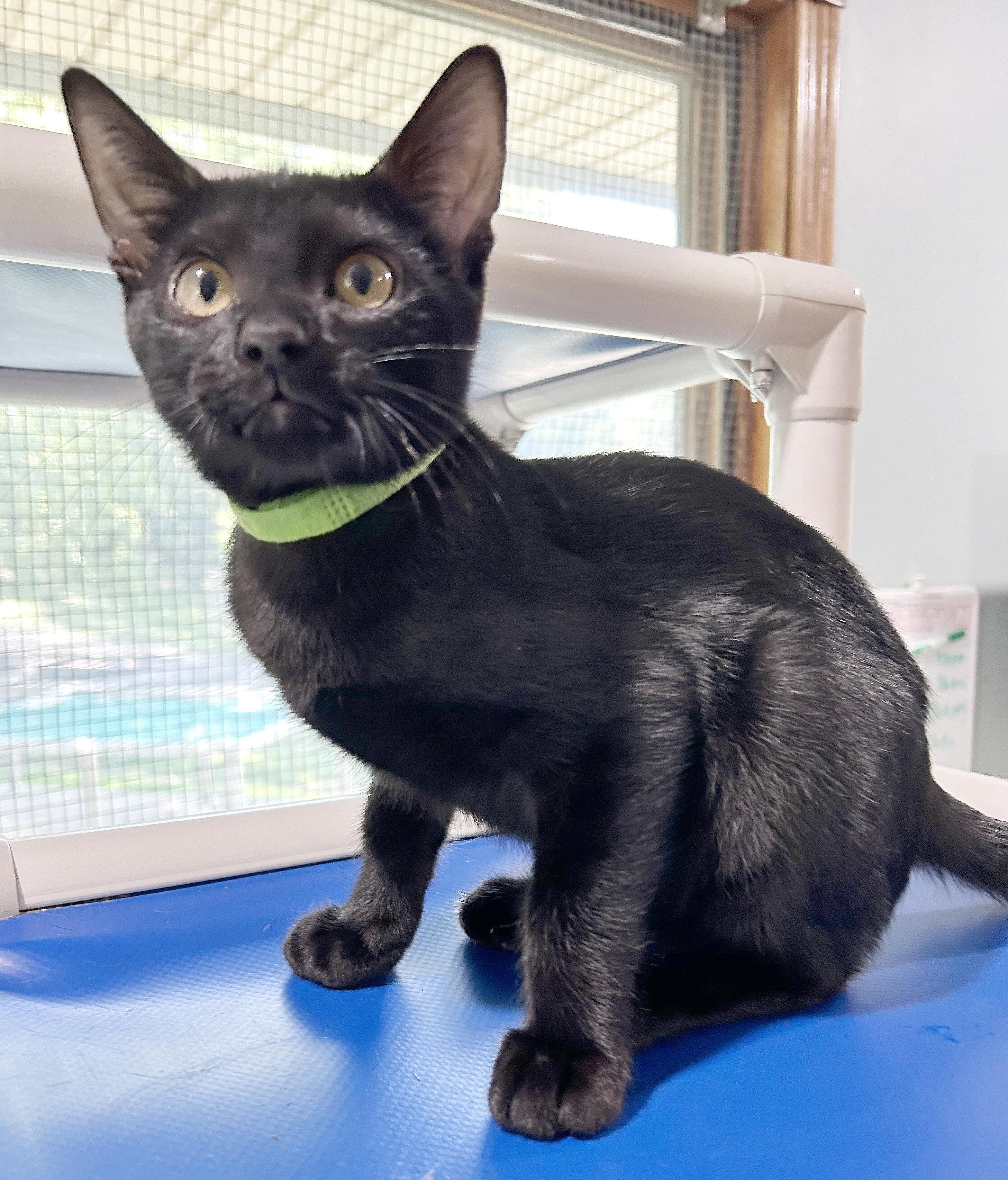 Enlarge Cricket, a Adoptable Domestic Short Hair in Parkville, MO image 4/6