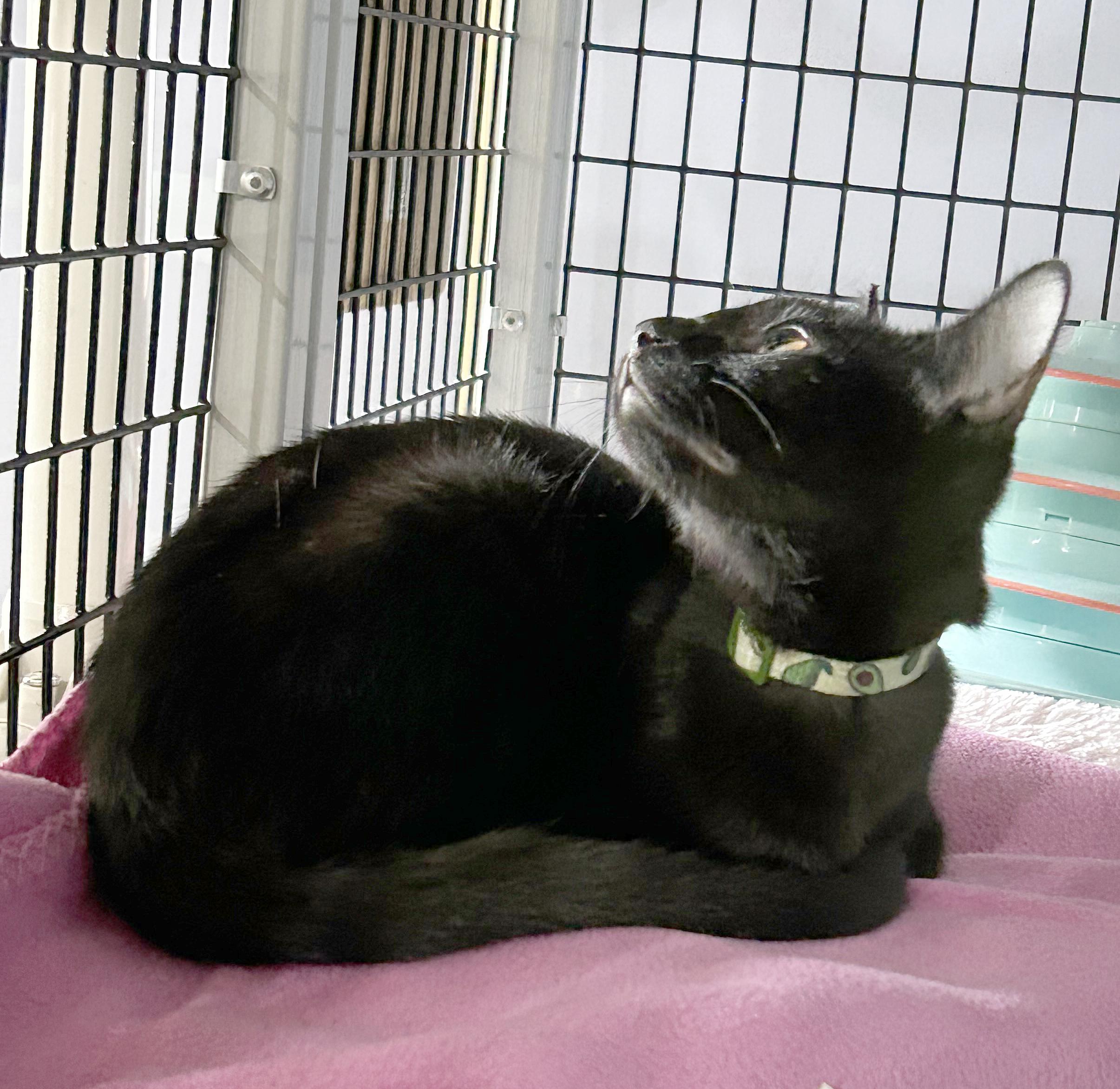 Enlarge Cricket, a Adoptable Domestic Short Hair in Parkville, MO image 5/6