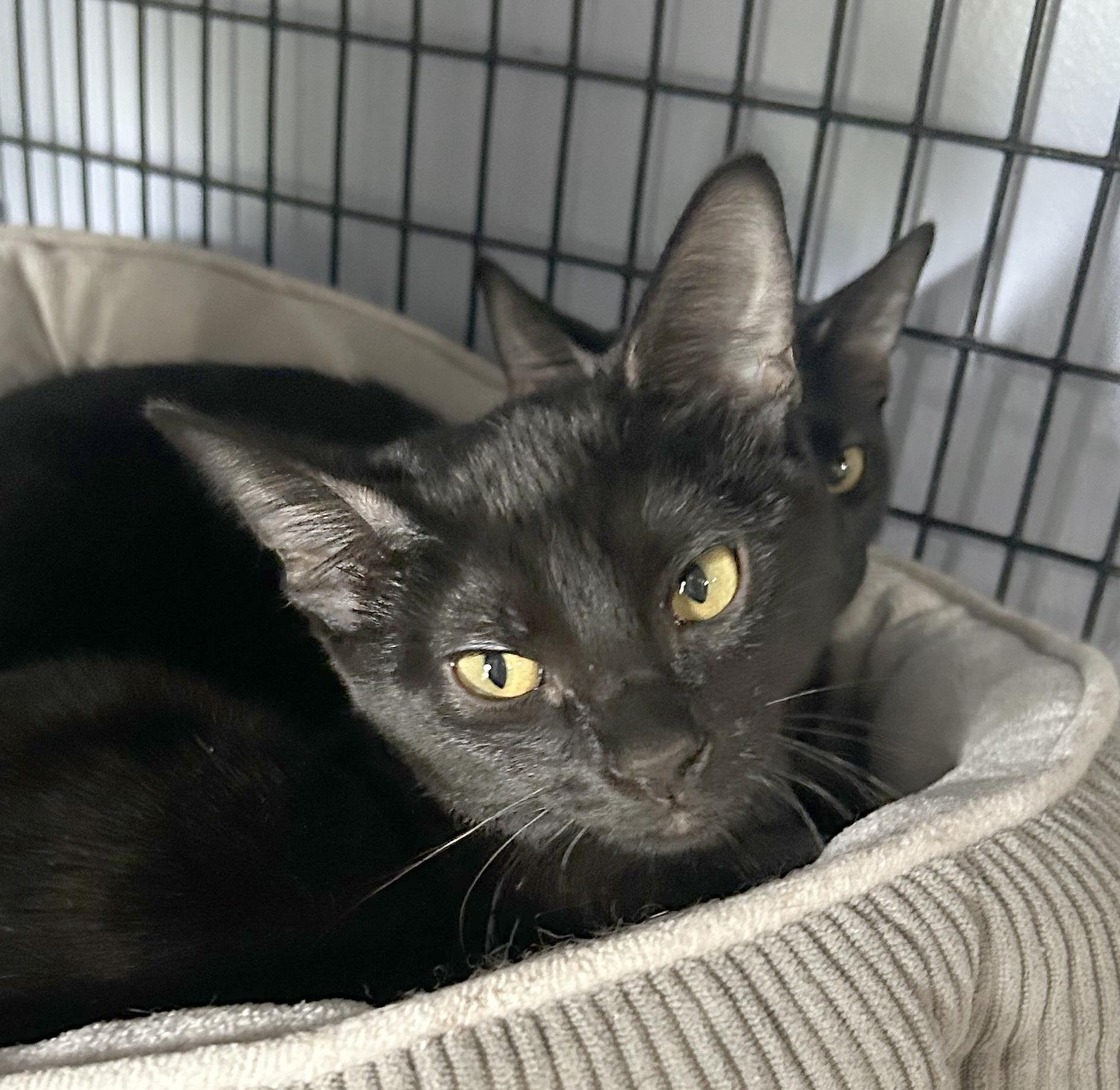 Enlarge Cricket, a Adoptable Domestic Short Hair in Parkville, MO image 6/6