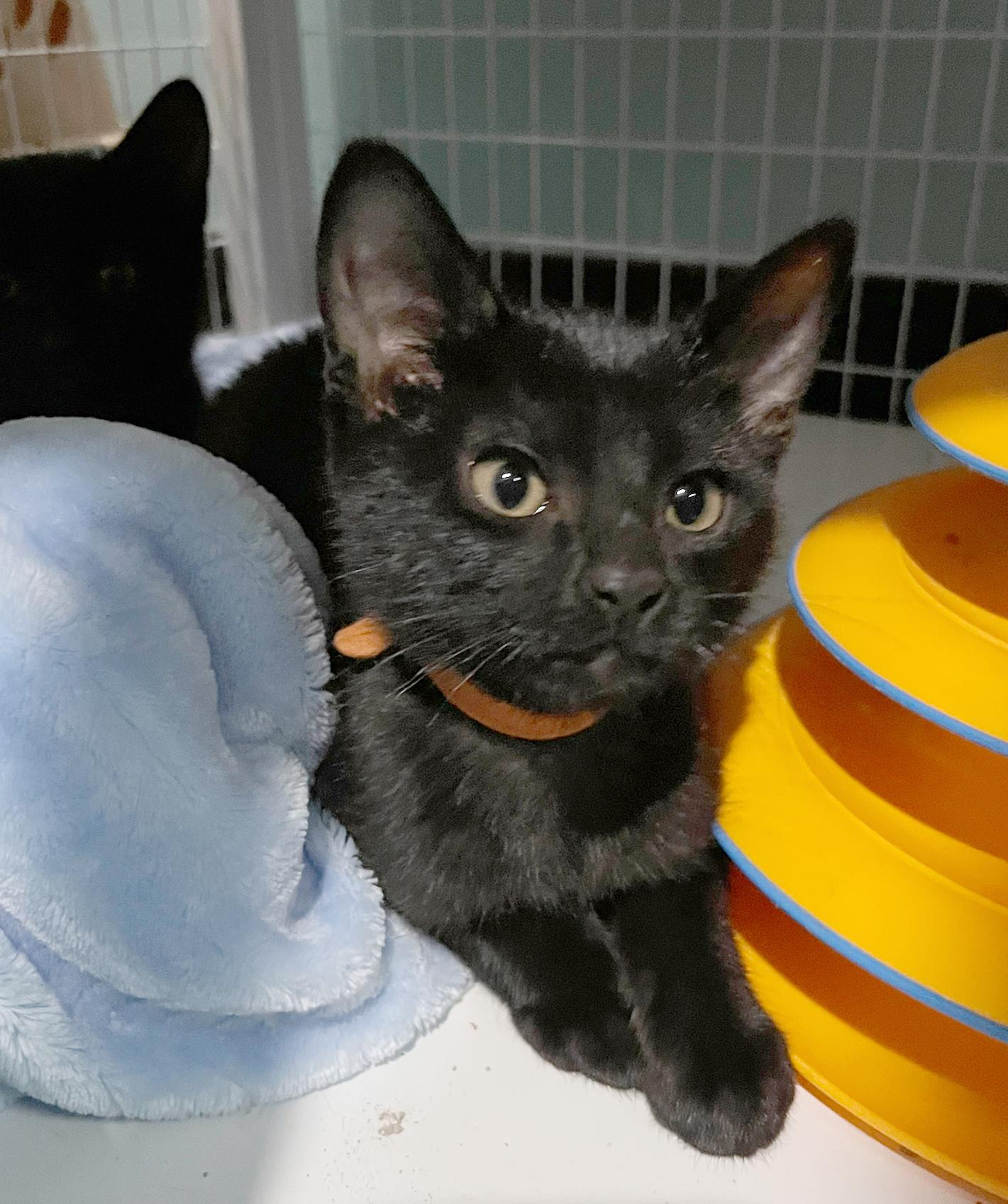 Enlarge Cricket, a Adoptable Domestic Short Hair in Parkville, MO image 2/6