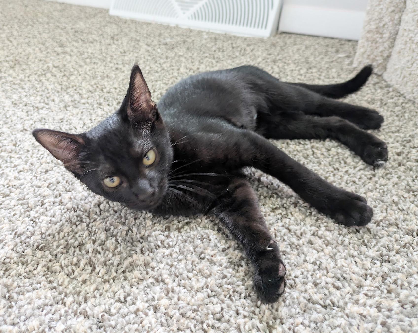 Enlarge Cricket, a Adoptable Domestic Short Hair in Parkville, MO image 3/6