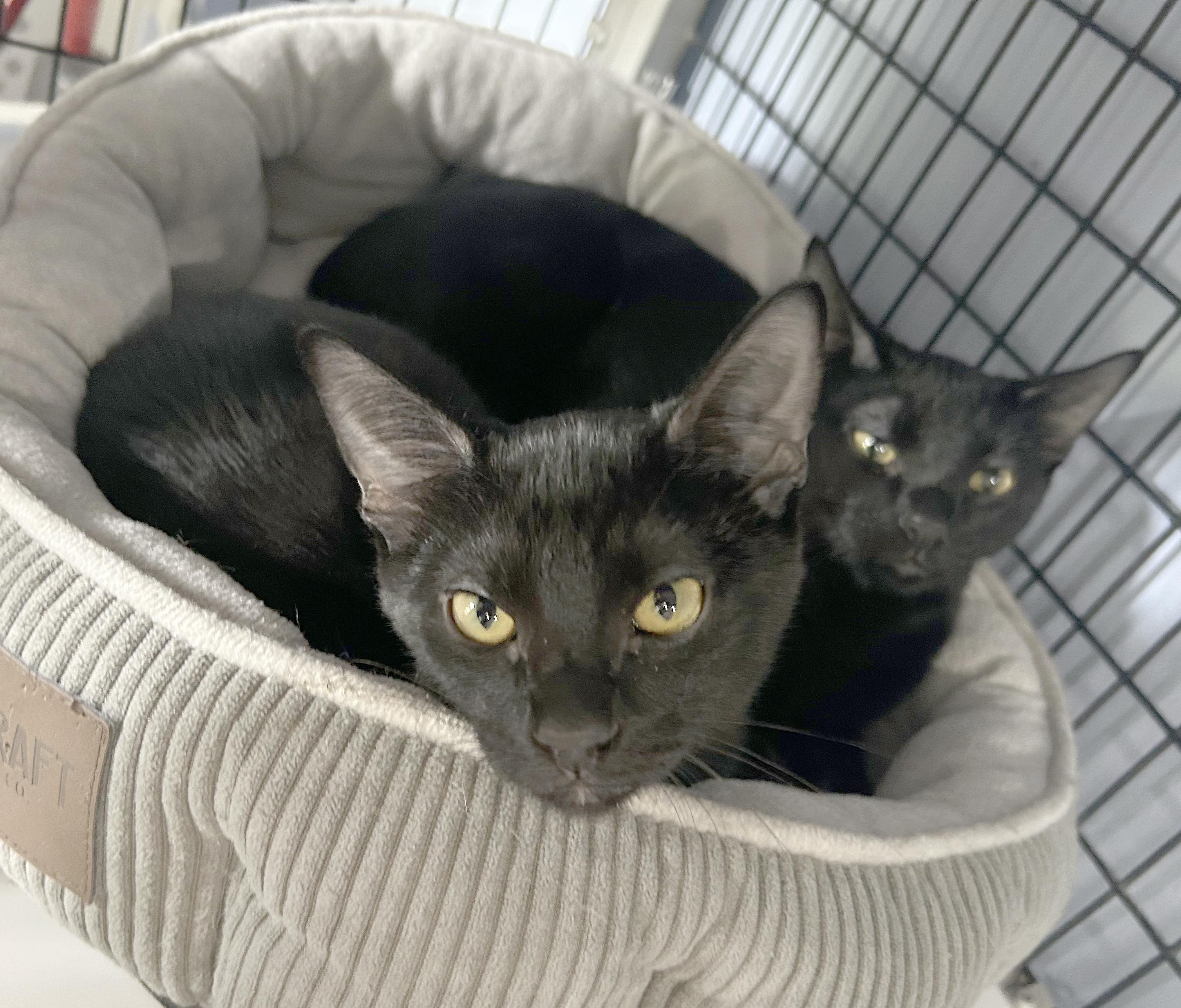 Cricket, Adoptable, Kitten Male Domestic Short Hair.
