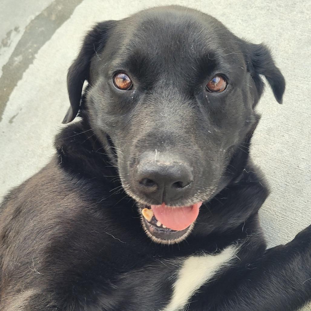 Bobinski, Adoptable, Adult Male Black Labrador Retriever.
