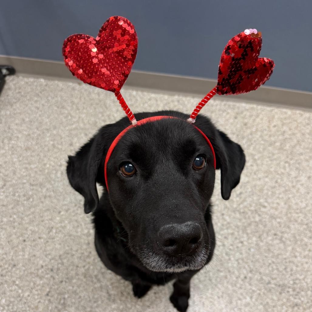 Enlarge Bobinski, a Adoptable Black Labrador Retriever in Detroit Lakes, MN image 3/6