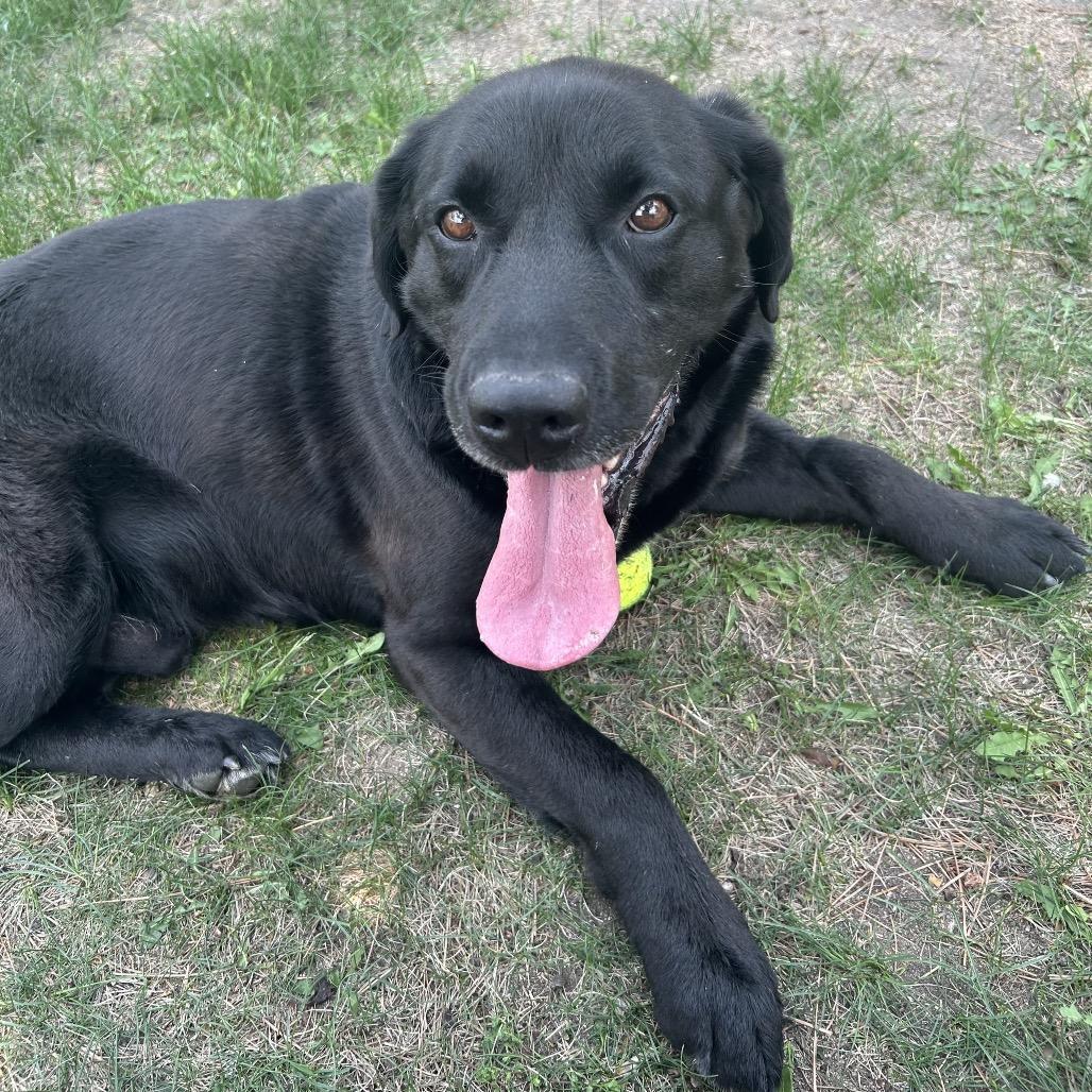 Enlarge Bobinski, a Adoptable Black Labrador Retriever in Detroit Lakes, MN image 4/6