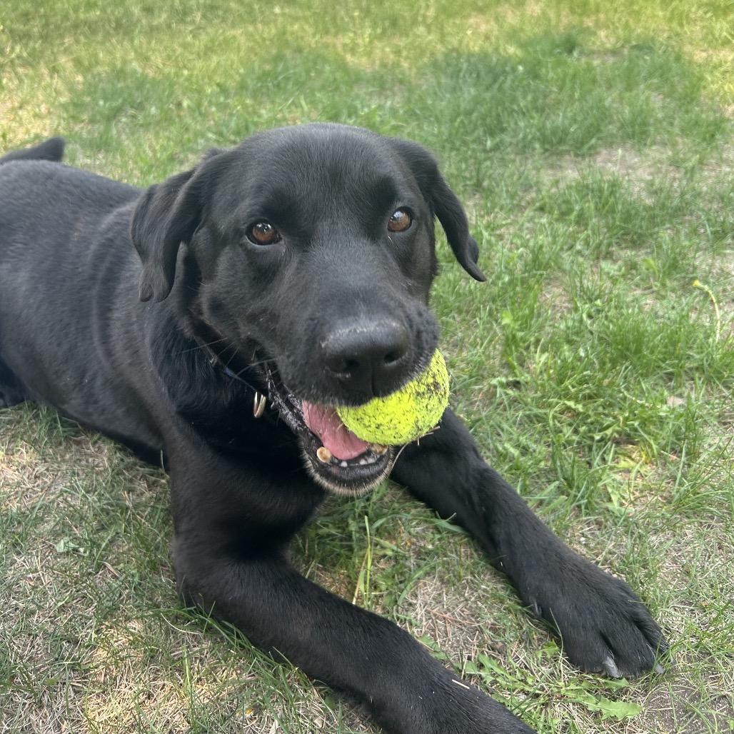 Enlarge Bobinski, a Adoptable Black Labrador Retriever in Detroit Lakes, MN image 5/6