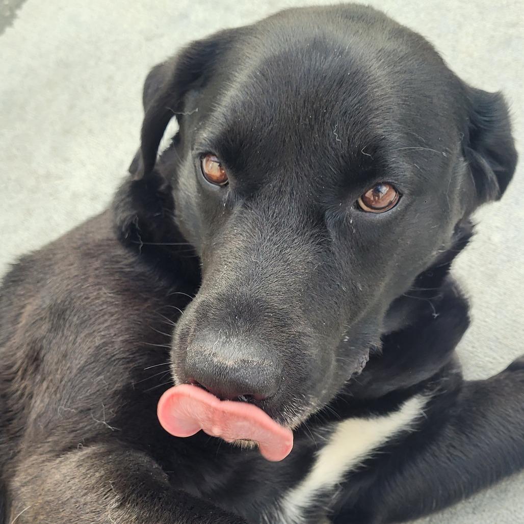 Enlarge Bobinski, a Adoptable Black Labrador Retriever in Detroit Lakes, MN image 6/6