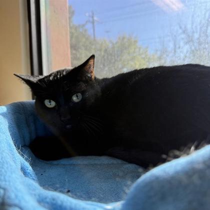 Enlarge Avril, a Adoptable Domestic Short Hair in Dallas, TX image 1/6