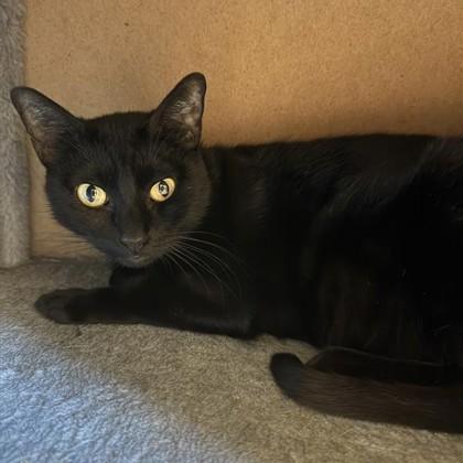 Enlarge Avril, a Adoptable Domestic Short Hair in Dallas, TX image 2/6