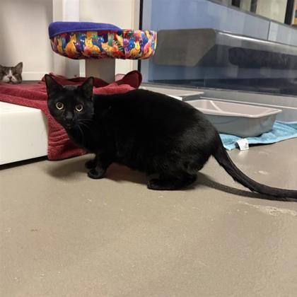 Enlarge Avril, a Adoptable Domestic Short Hair in Dallas, TX image 4/6