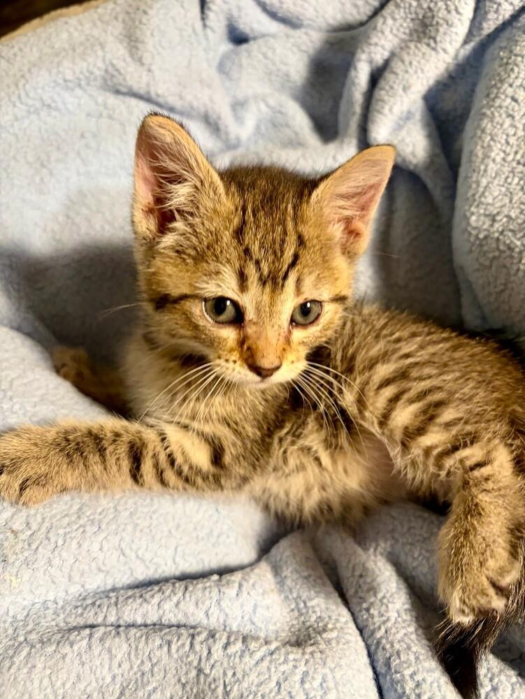 Madeline, Adoptable, Kitten Female Domestic Short Hair.