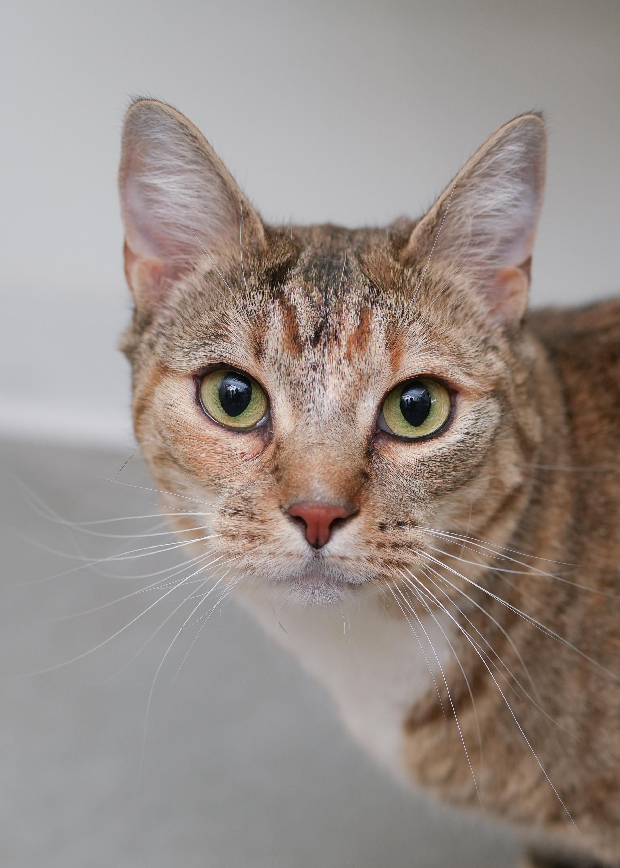 Honey, an adopted Domestic Short Hair in Boise, ID image 3/3