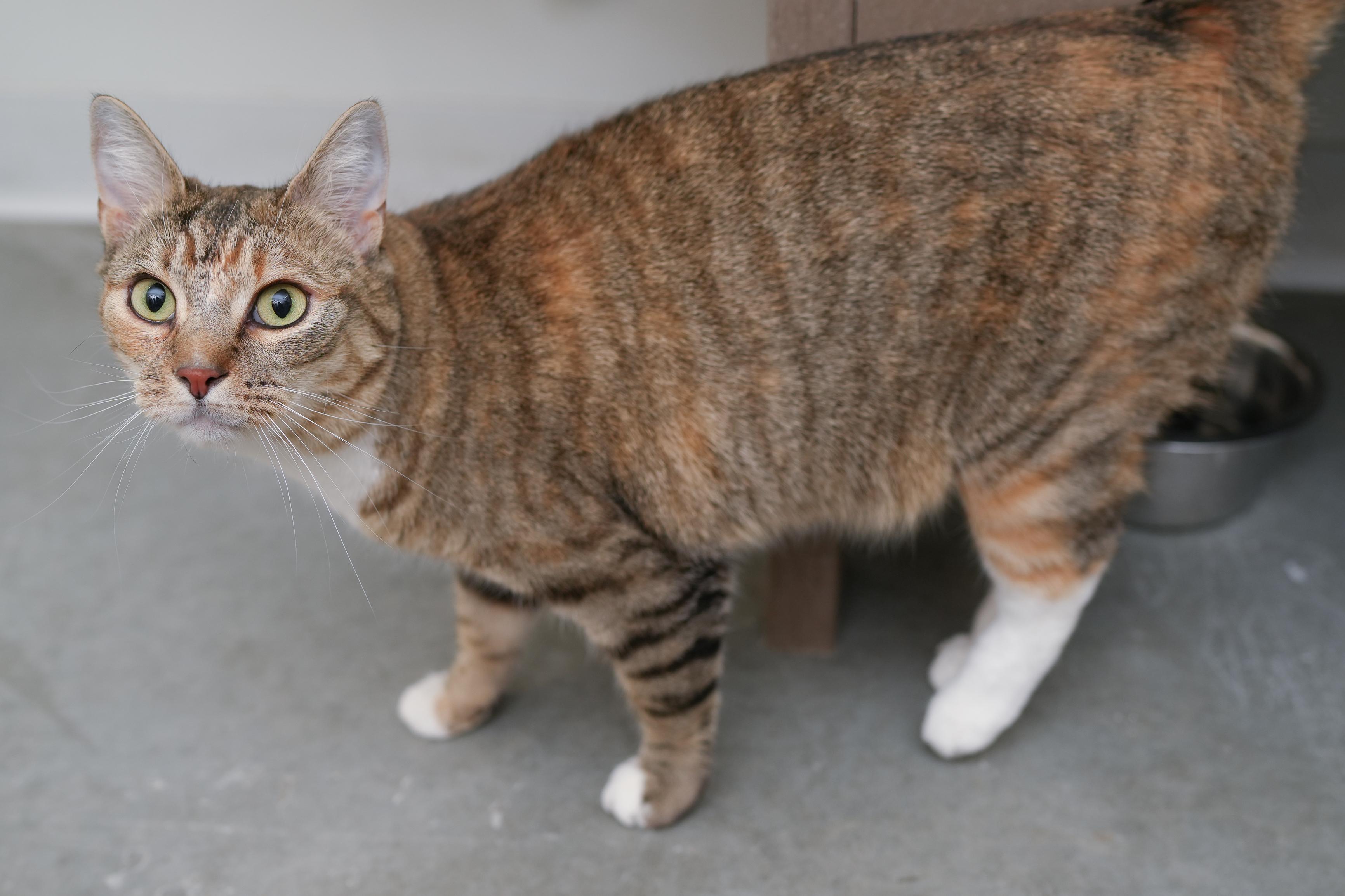 Honey, an adopted Domestic Short Hair in Boise, ID image 1/3