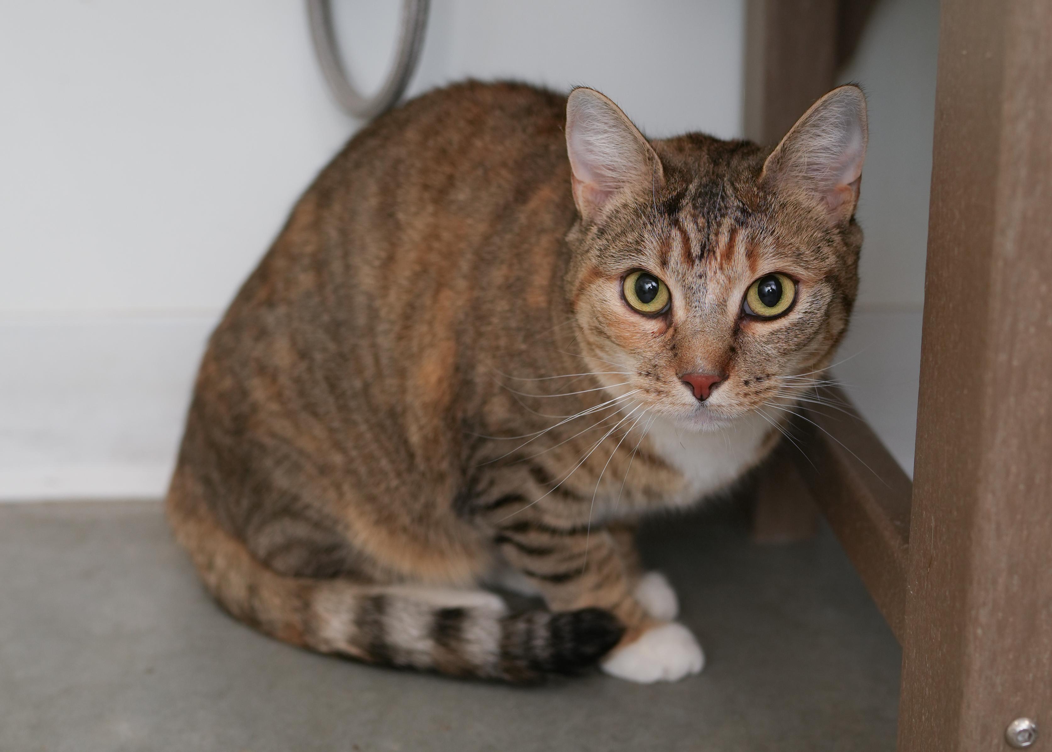 Honey, an adopted Domestic Short Hair in Boise, ID image 2/3