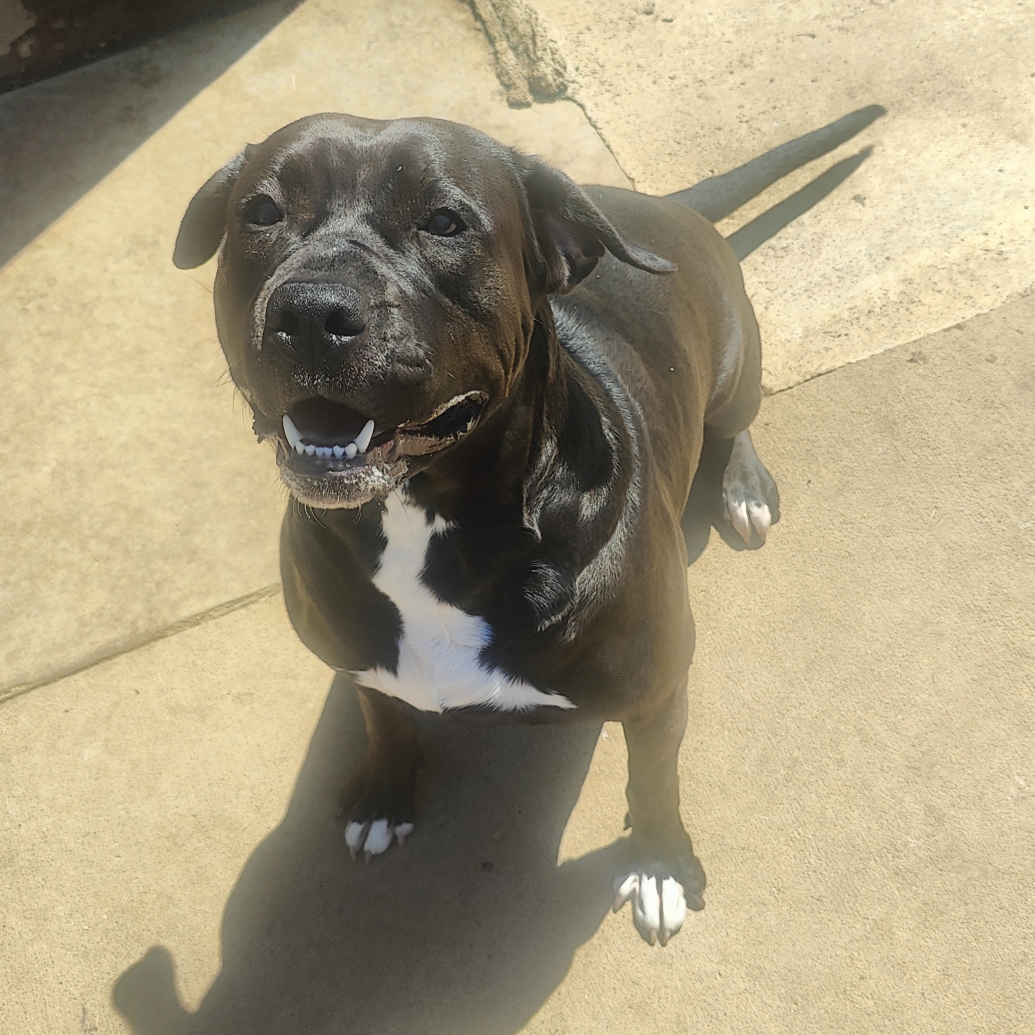 Enlarge Banshee, a Adoptable mixed breed in CLARKSVILLE, TN image 1/1