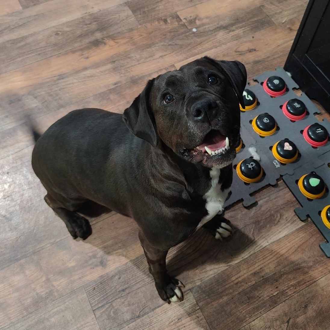Banshee, Adoptable, Young Female Black Labrador Retriever & Saint Bernard.