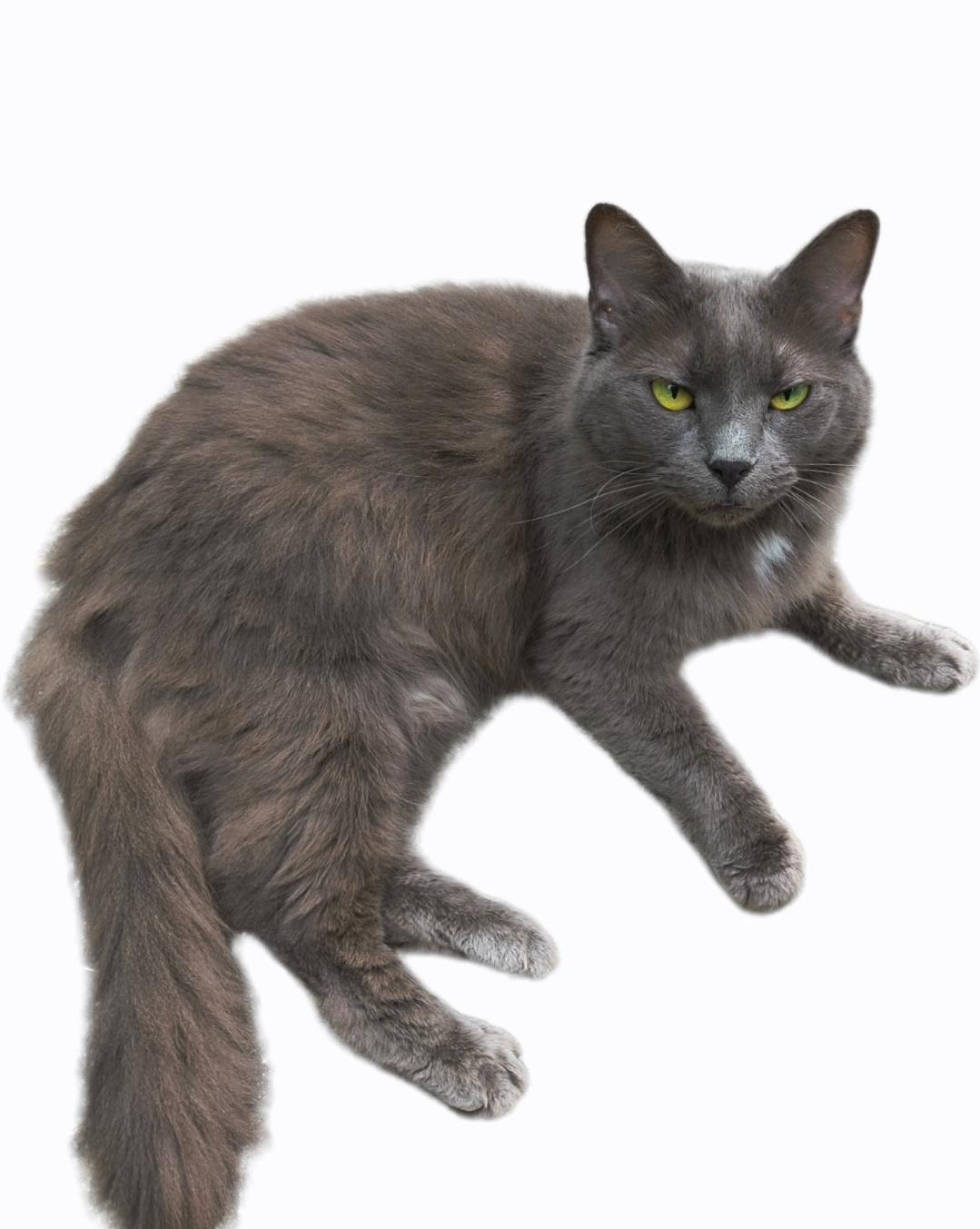 Laylah-LAP CAT, an adopted mixed breed in Waterbury, CT image 2/2