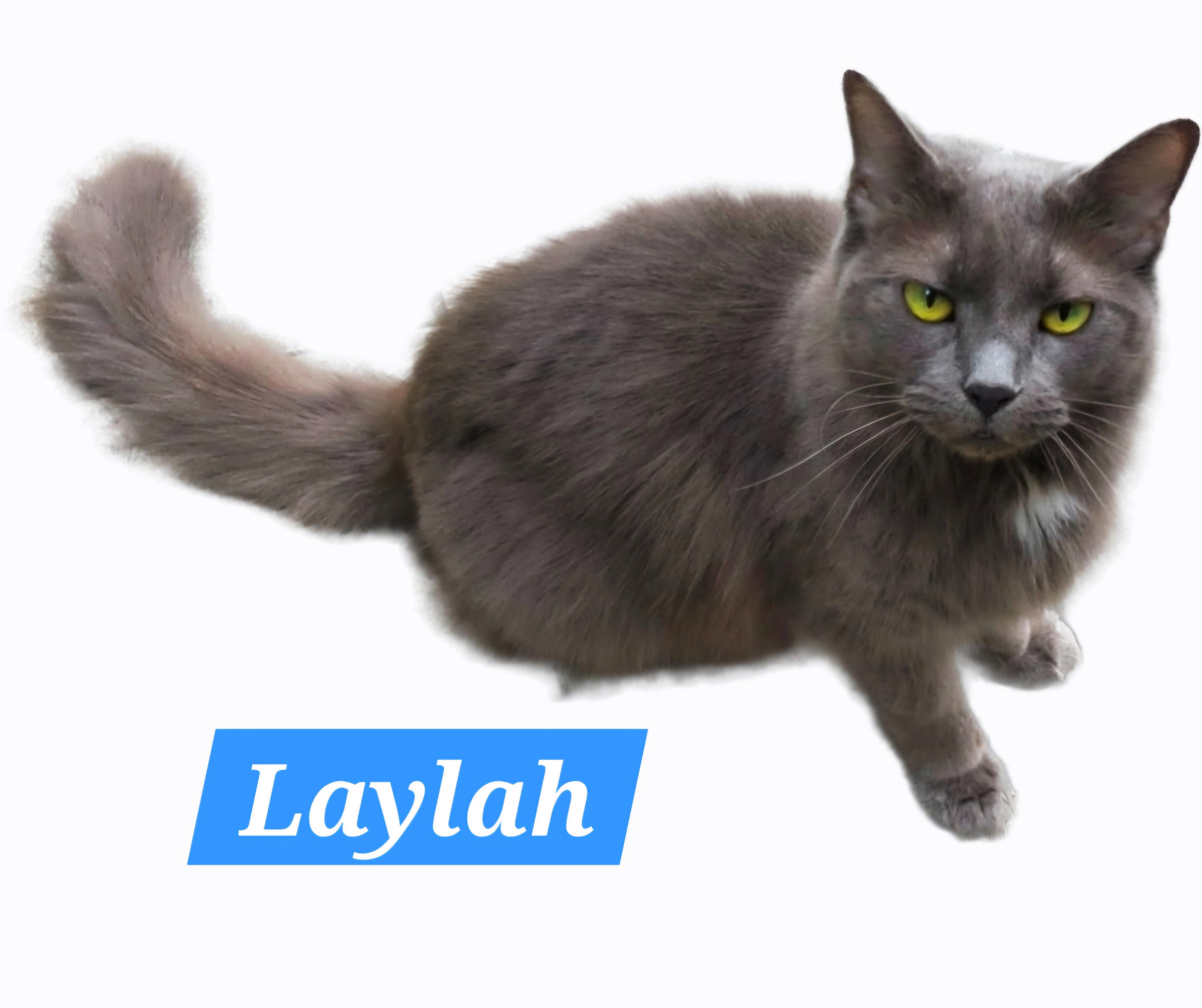 Laylah-LAP CAT, an adopted mixed breed in Waterbury, CT image 1/2