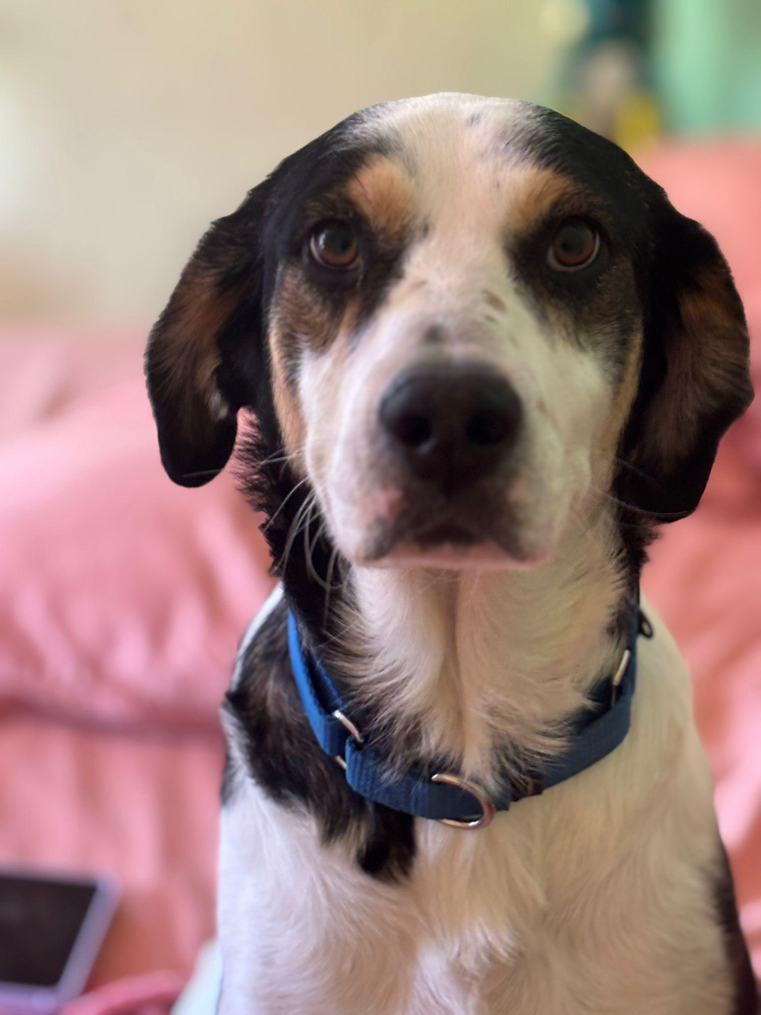 Enlarge Sofie, a Adopted mixed breed in Washington, DC image 3/4