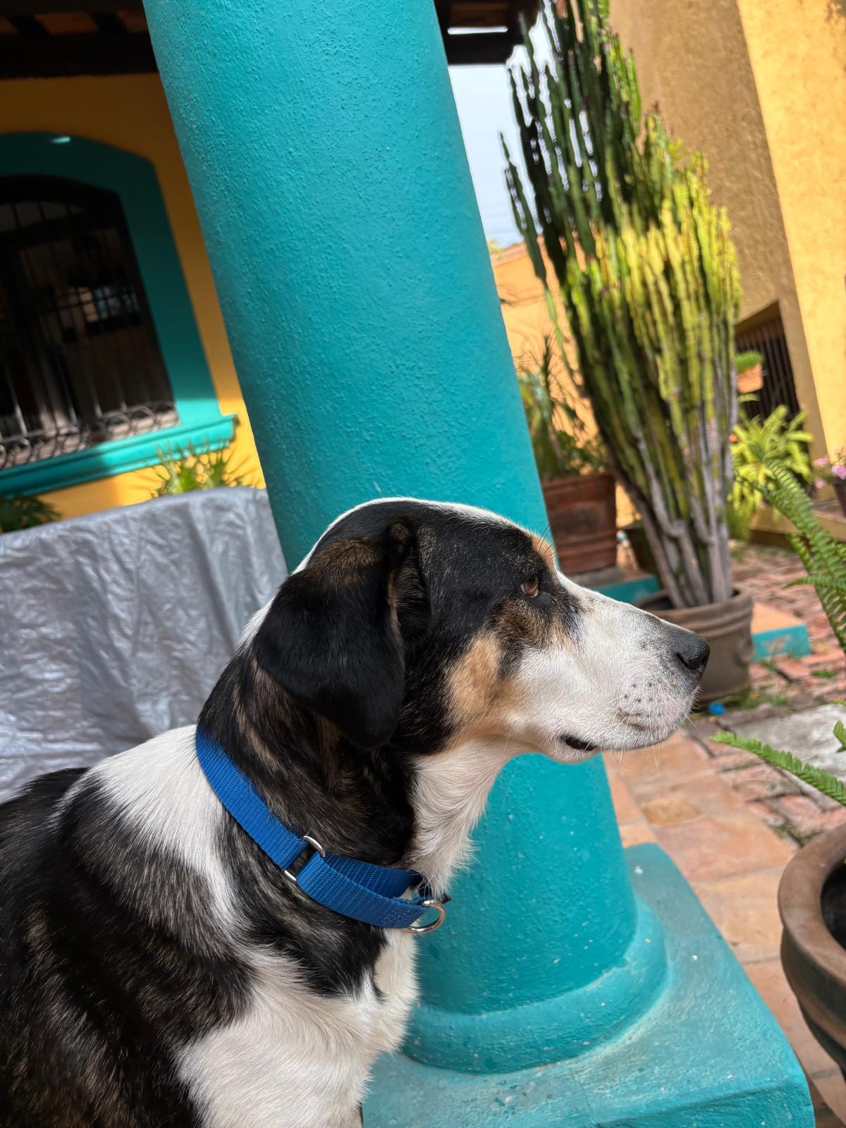 Enlarge Sofie, a Adopted mixed breed in Washington, DC image 4/4